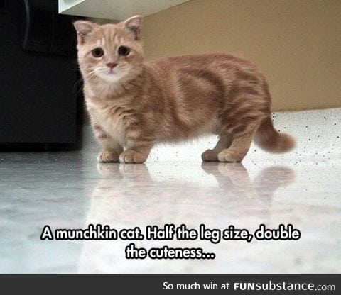 The munchkin cat