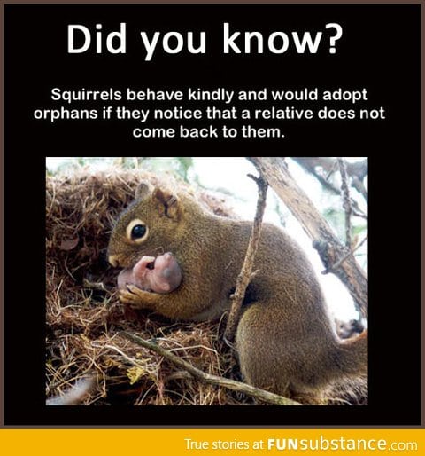 Good Guy Squirrel