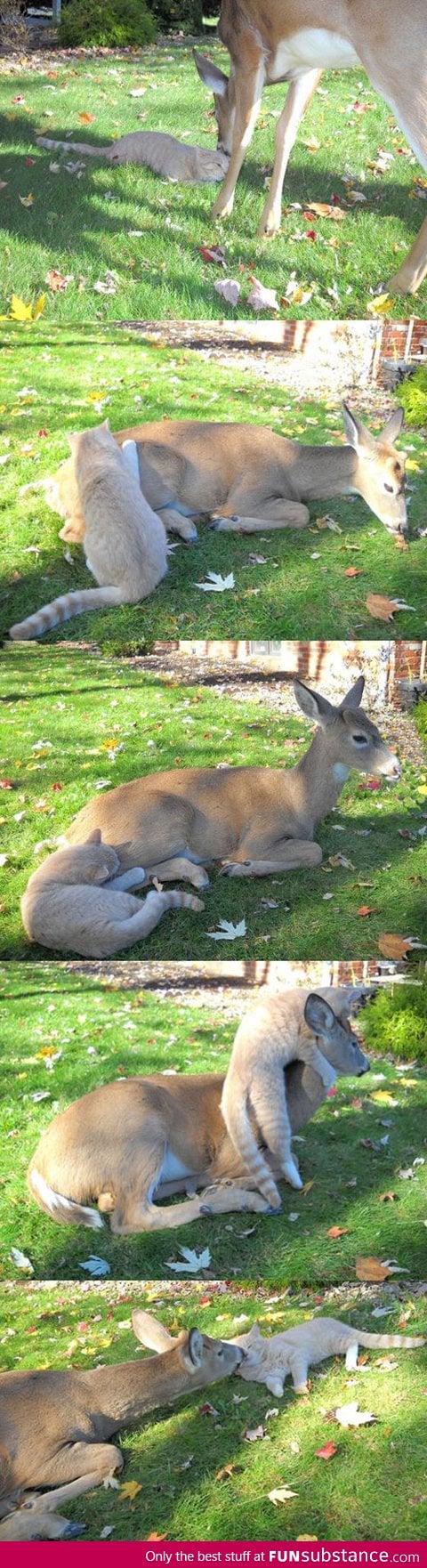 Cat And Deer Are Best Friends