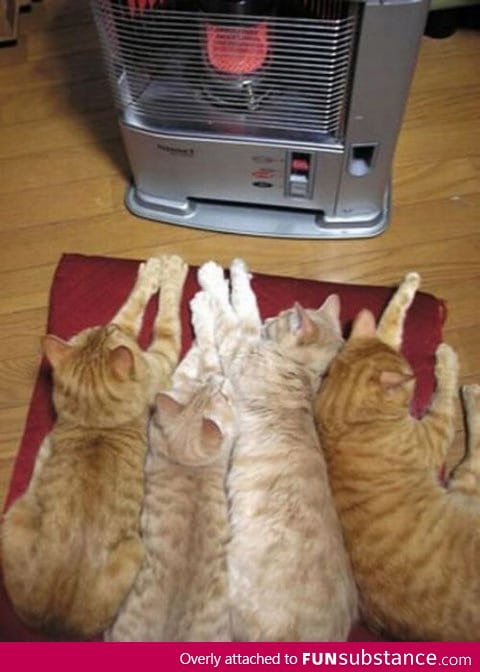 How cats stay warm in the winter