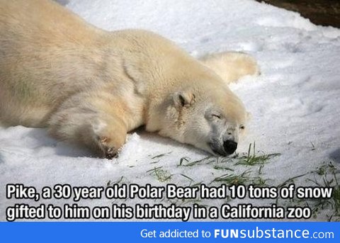 Lucky polar bear