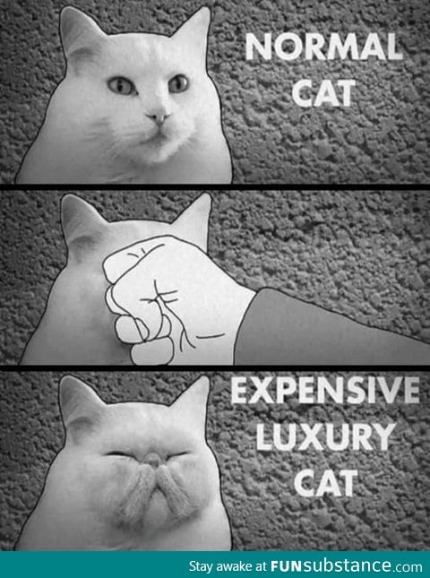 How to get an expensive luxury cat