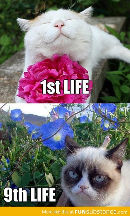 Lives of a cat