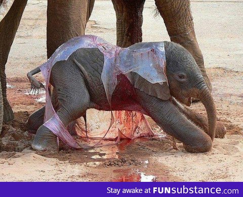 New Born Elephant