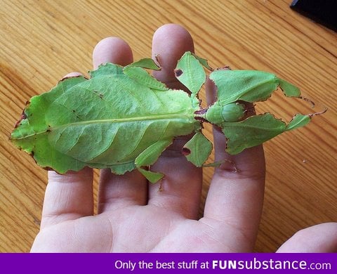 Here's a Living Leaf Insect