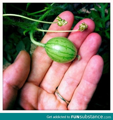 First Watermelon of Spring