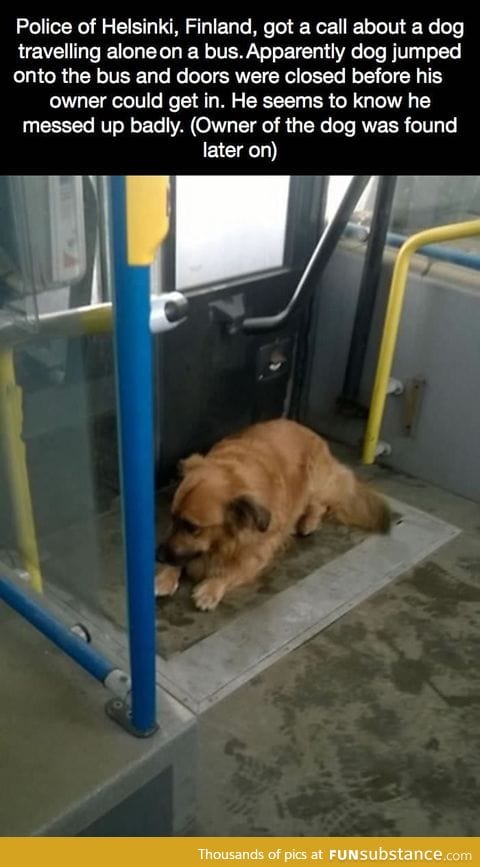 A dog travelling alone in a bus