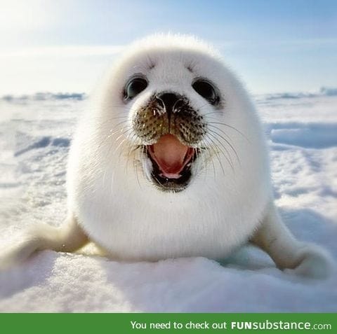 We need more baby seals!