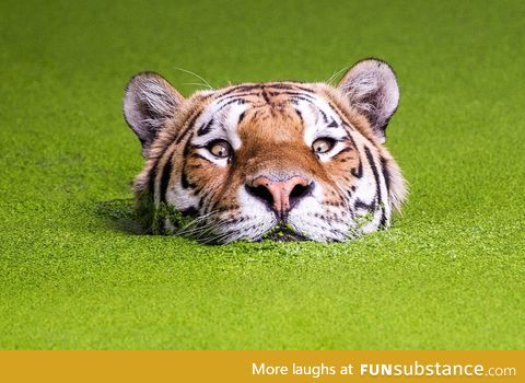 Siberian tiger takes a swim