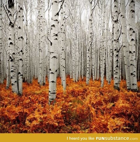 Aspen forest, Colorado by Chad Galloway