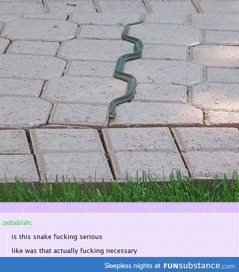 snakes are cute and weird