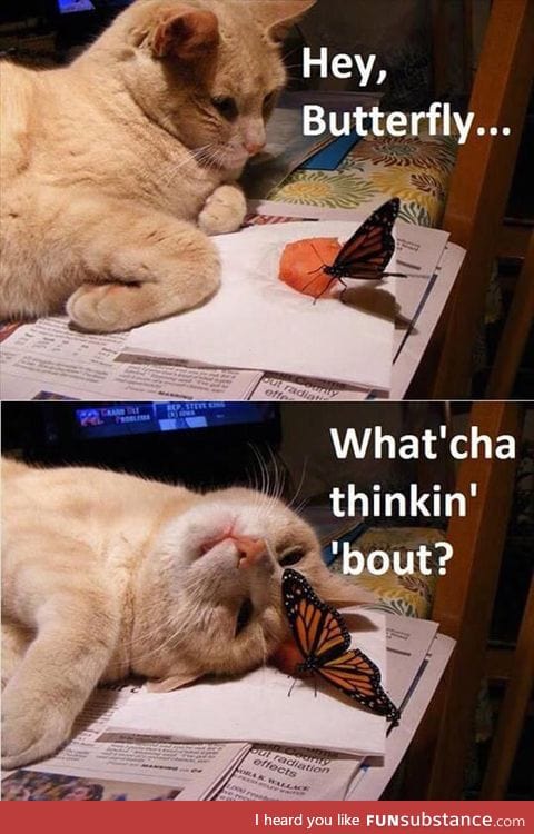 Butterfly buddy