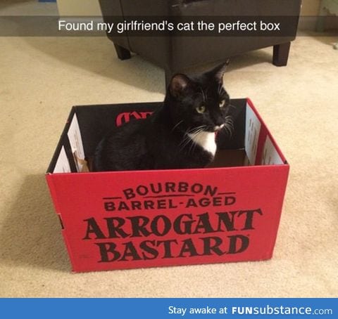 And the award for 'Best cat in a box' goes to