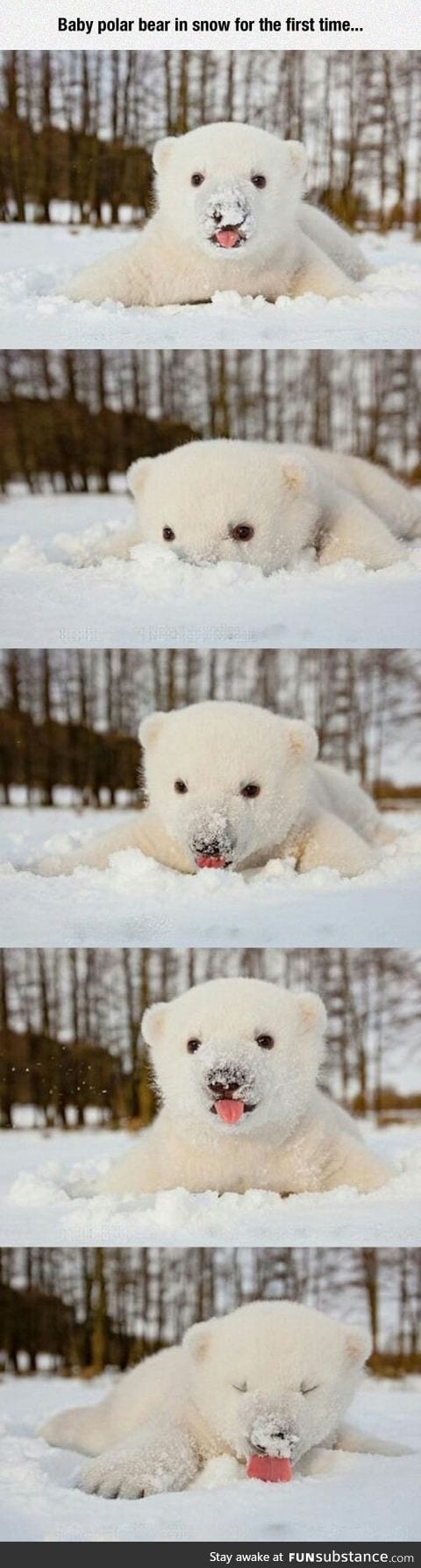 Baby Polar Bear Enjoying The Snow