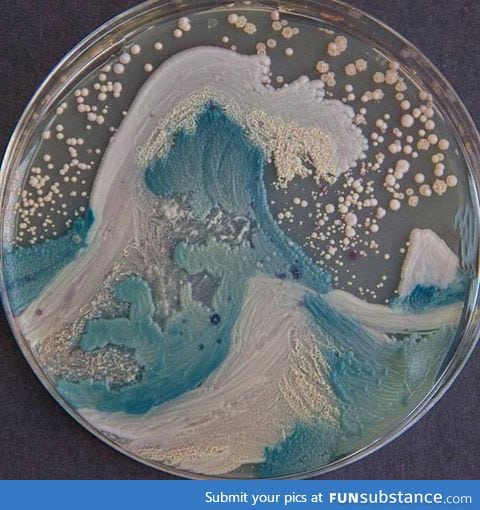 The American Society for Microbiologists hosted the first bacteria art competition