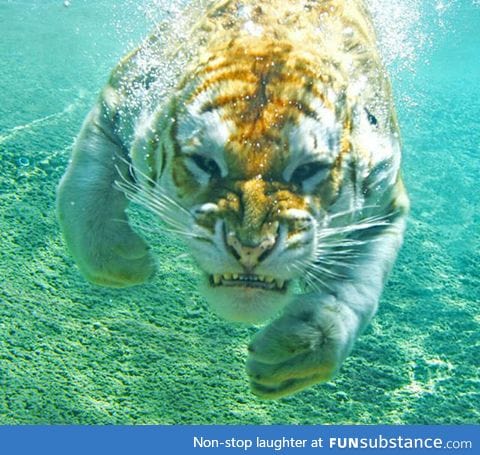 Beautiful tiger shark