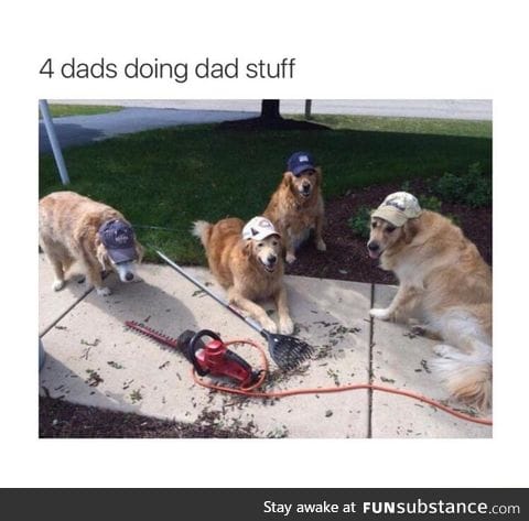 Dog doing dad stuff