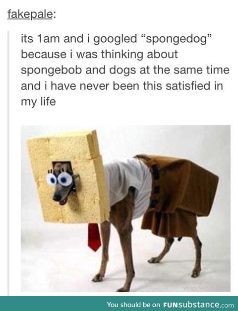 Meet Spongedog Everyone