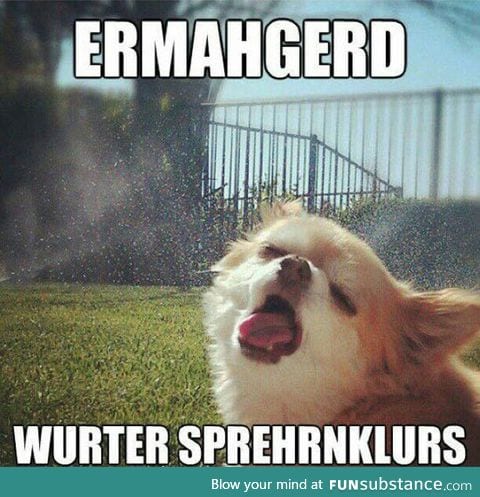 Dog vs. Sprinklers