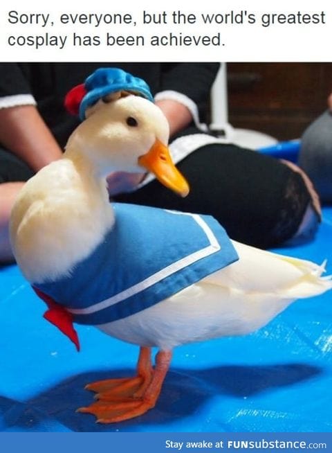 Beautiful donald duck