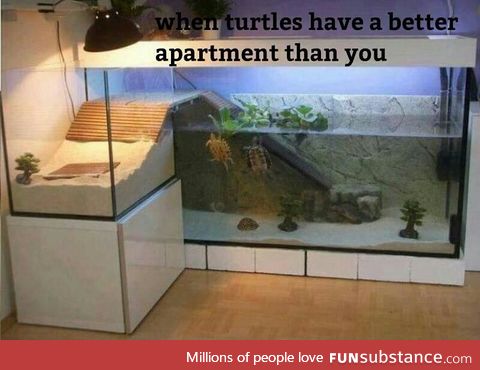 Epic turtle house