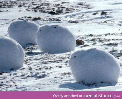 Arctic bunnies