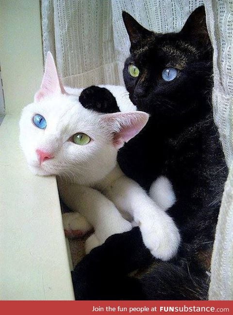 Brothers with exceptional eye color