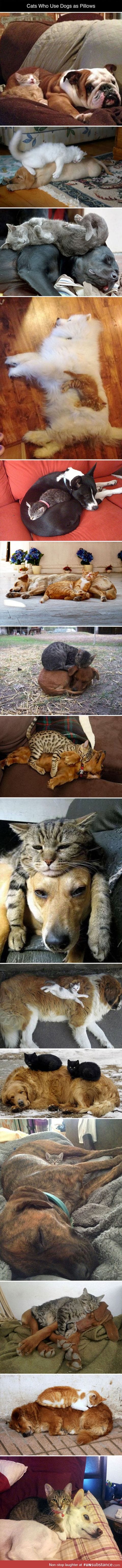 Cats who use dogs as pillows