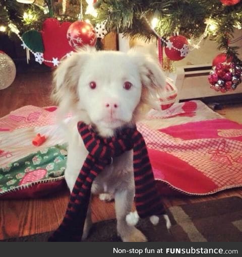 This Albino puppy looks like Falcor from The Neverending Story