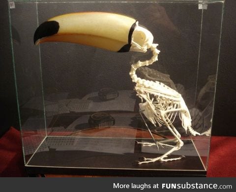 Toucan skeleton makes it look way off balance