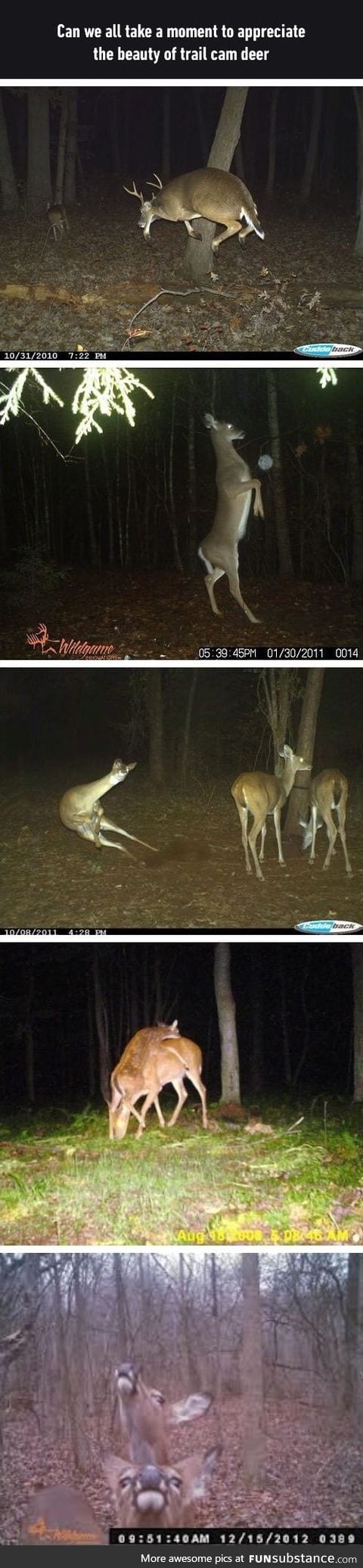 Deer are weird