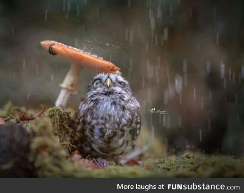 Beautiful owl under a wild mushroom