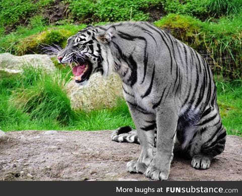 Extremely rare Maltese Tiger, also known as 'Blue Tiger'