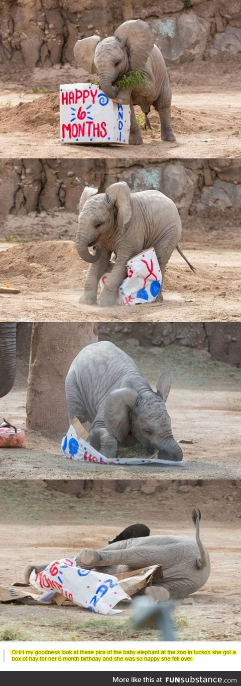 Happy half-birthday tiny elephant