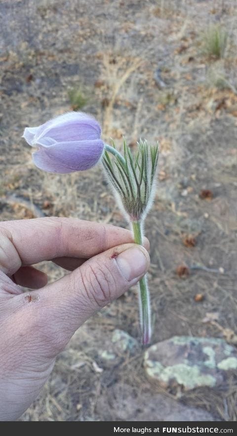 This flower has a fairy glow