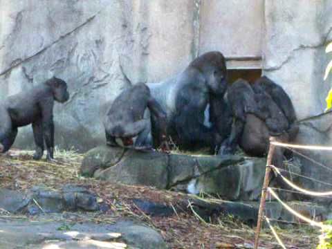 Gorilla altercation at Sydney Zoo