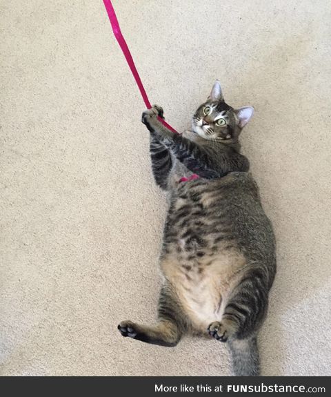 Attempting to take a very fat cat for a walk