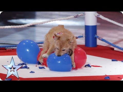 A dog attempts to pop 100 balloons in the quickest time possible on 'Britain's Got Talent'