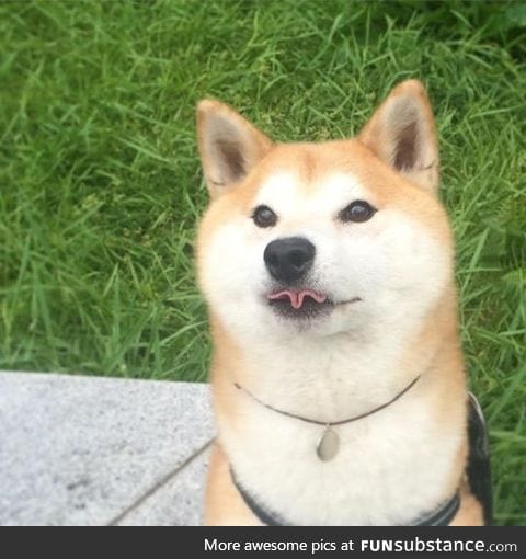 Very doge. Wow tongue