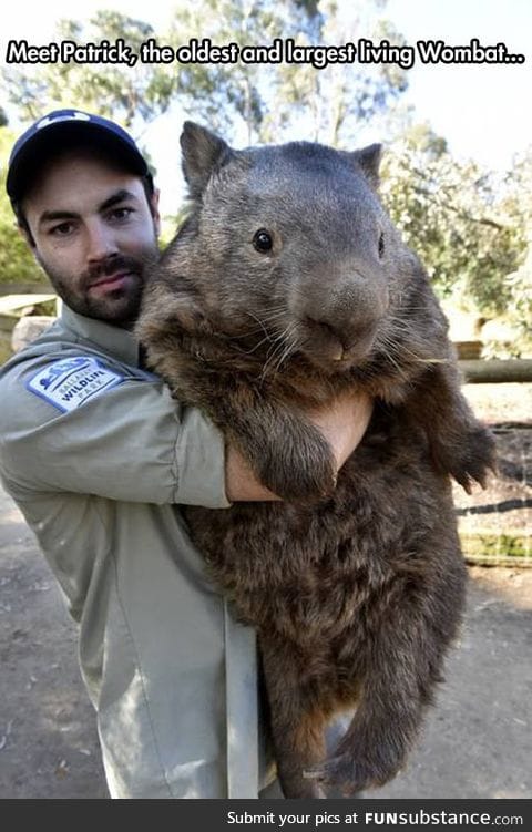 Now that is a big wombat