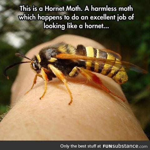 Hornet Moth