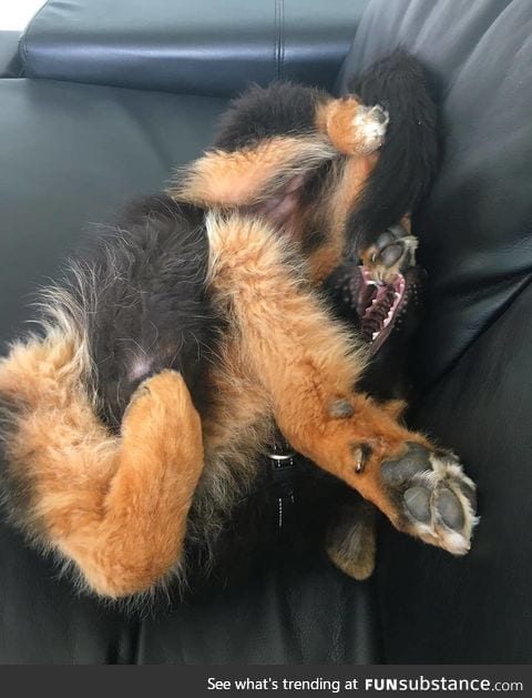 Please see instruction manual before assembling german shepherd puppy