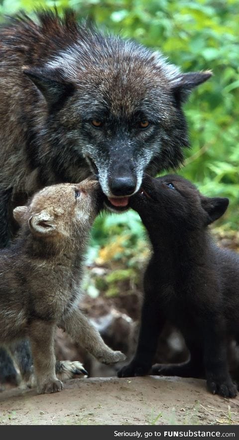 Kisses for Mom