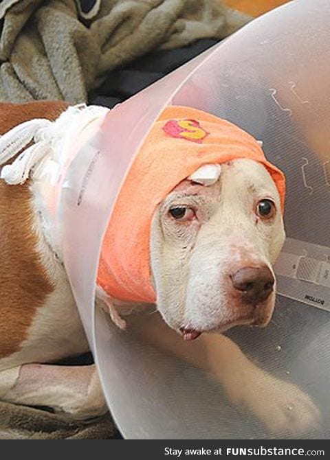 A 12-year-old pit bull named Kilo survived a bullet to the head protecting his owner.