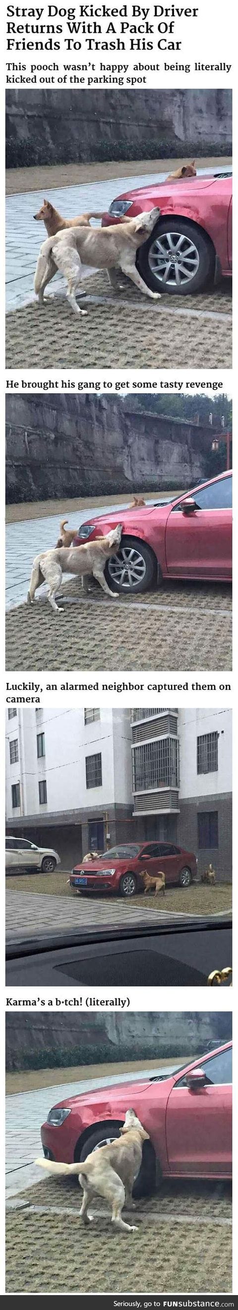 When dogs get revenge