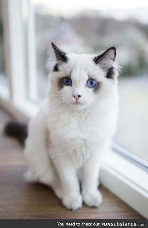 Just a very beautiful cat with blue eyes