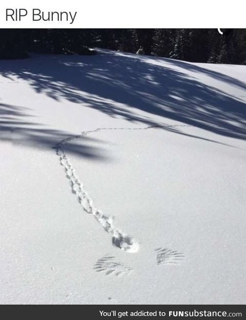 Thoughts and prayers to his bunny family