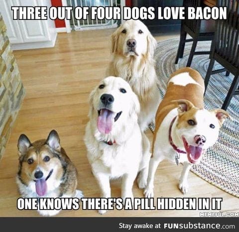 Dogs and Bacon