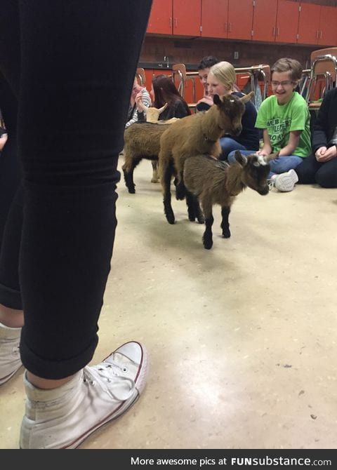 So our teacher brought in baby goats and then this happened