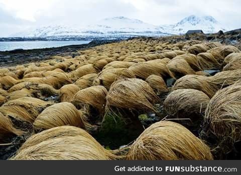 Rare Image of where Donald Trump grows his hair, Tromsø, Norway